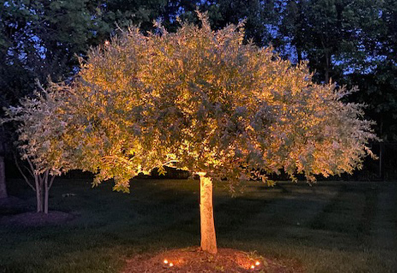 nice tree and lights at night