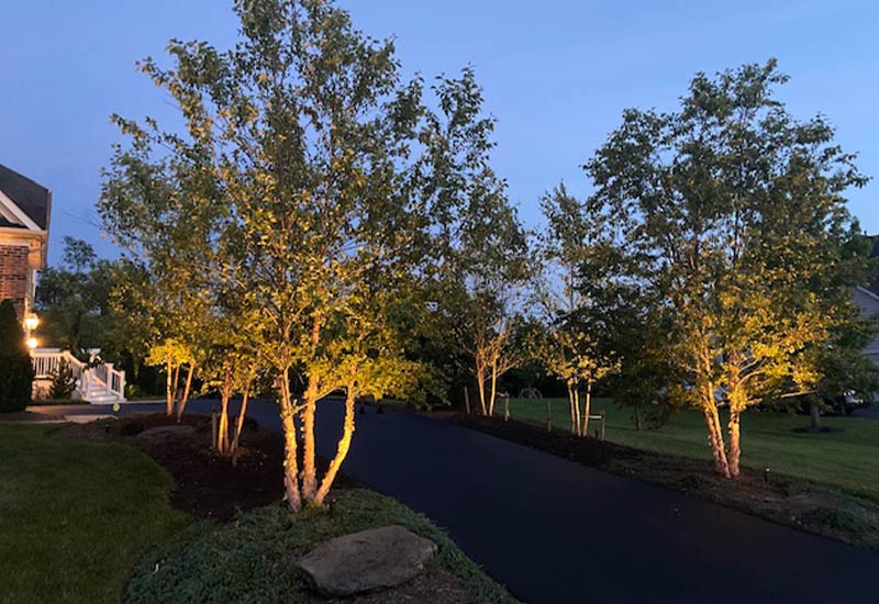 trees and lights outdoor