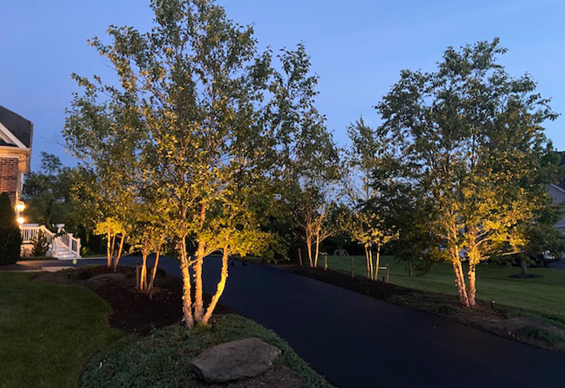 nice trees and lights at night