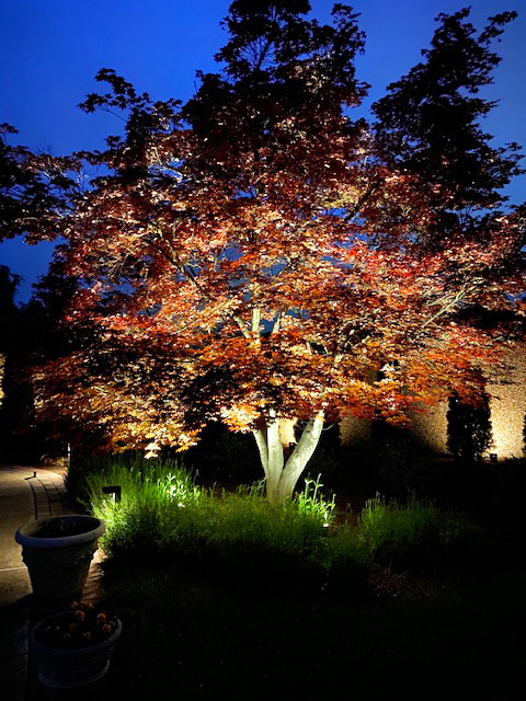 night lights tree