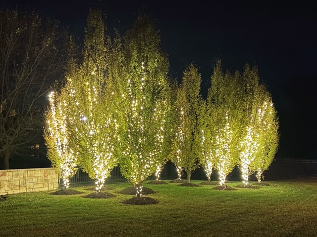 lights and trees